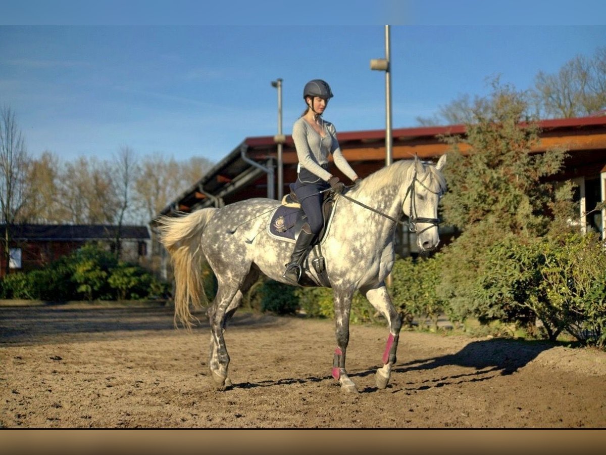 Reitbeteiligung auf Sportpferd gesucht 