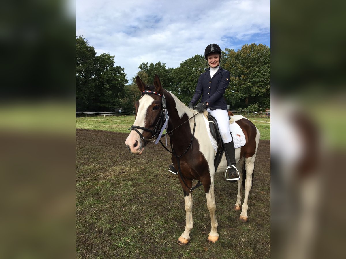 Reitbeteiligung für 2× die Woche gesucht