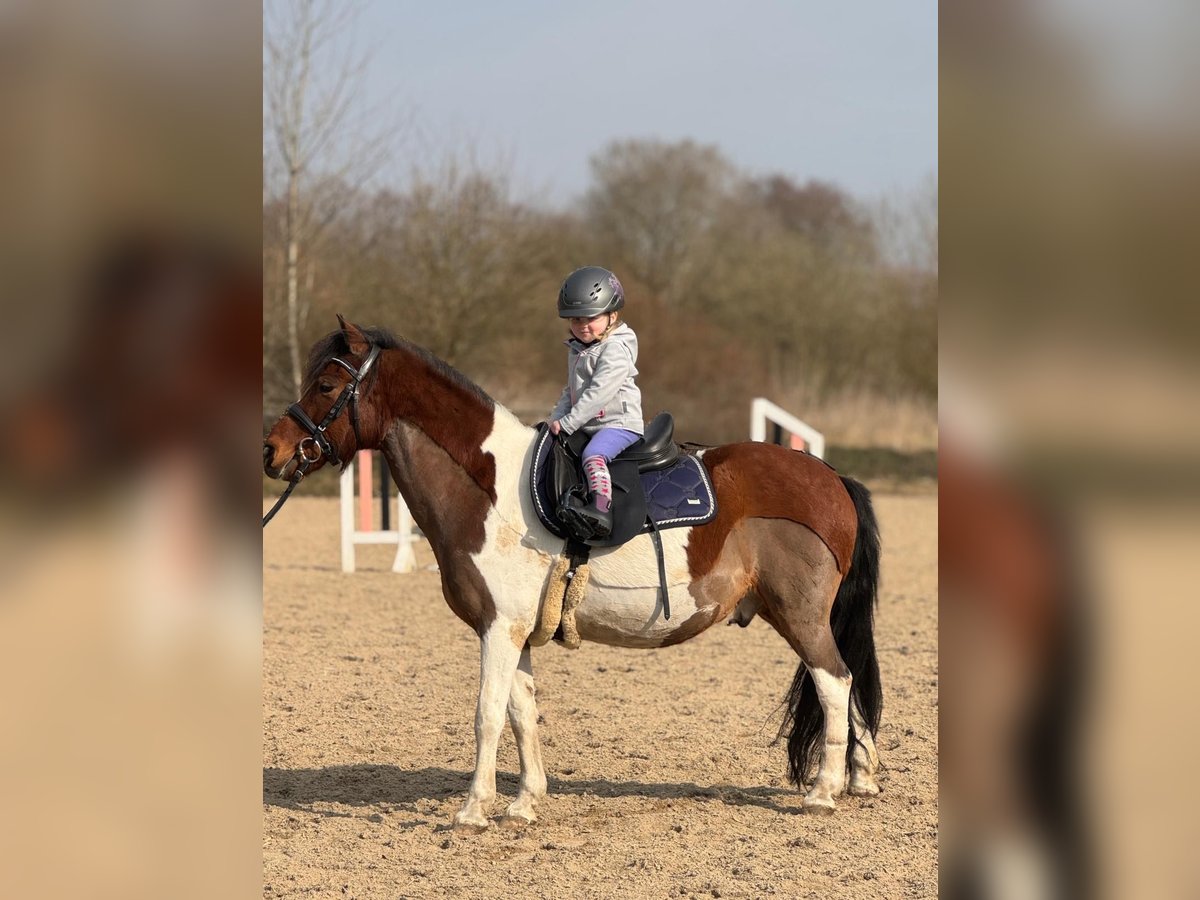 Reitbeteiligung für zwei kleine Mäuse gesucht