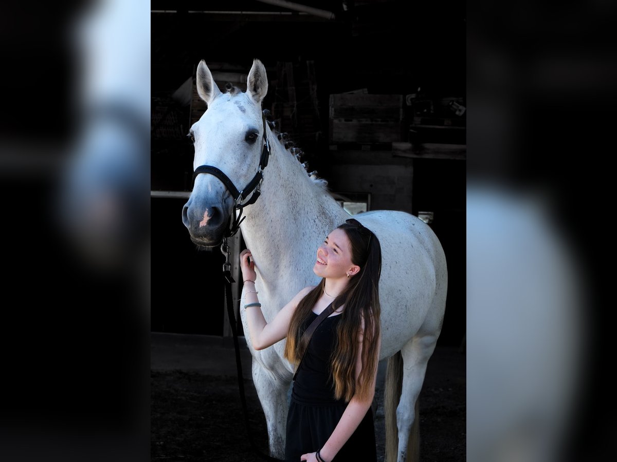 Reitbeteiligung gesucht ab Januar 2026, Raum Wädenswil, Horgen, Thalwil, Zug Reitbeteiligung gesucht ab Januar 2026, Raum Wädenswil, Horgen, Thalwil, Zug