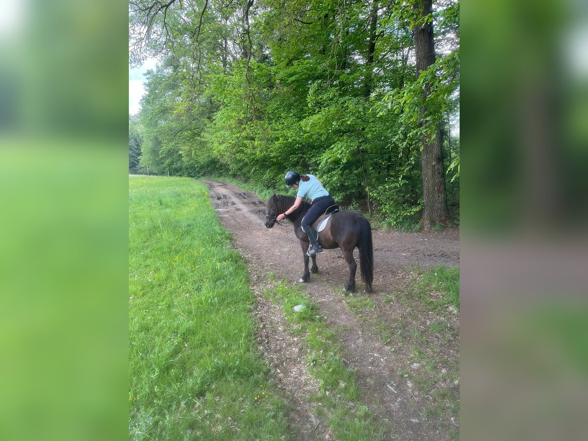 Reitbeteiligung gesucht im Umkreis Pregarten