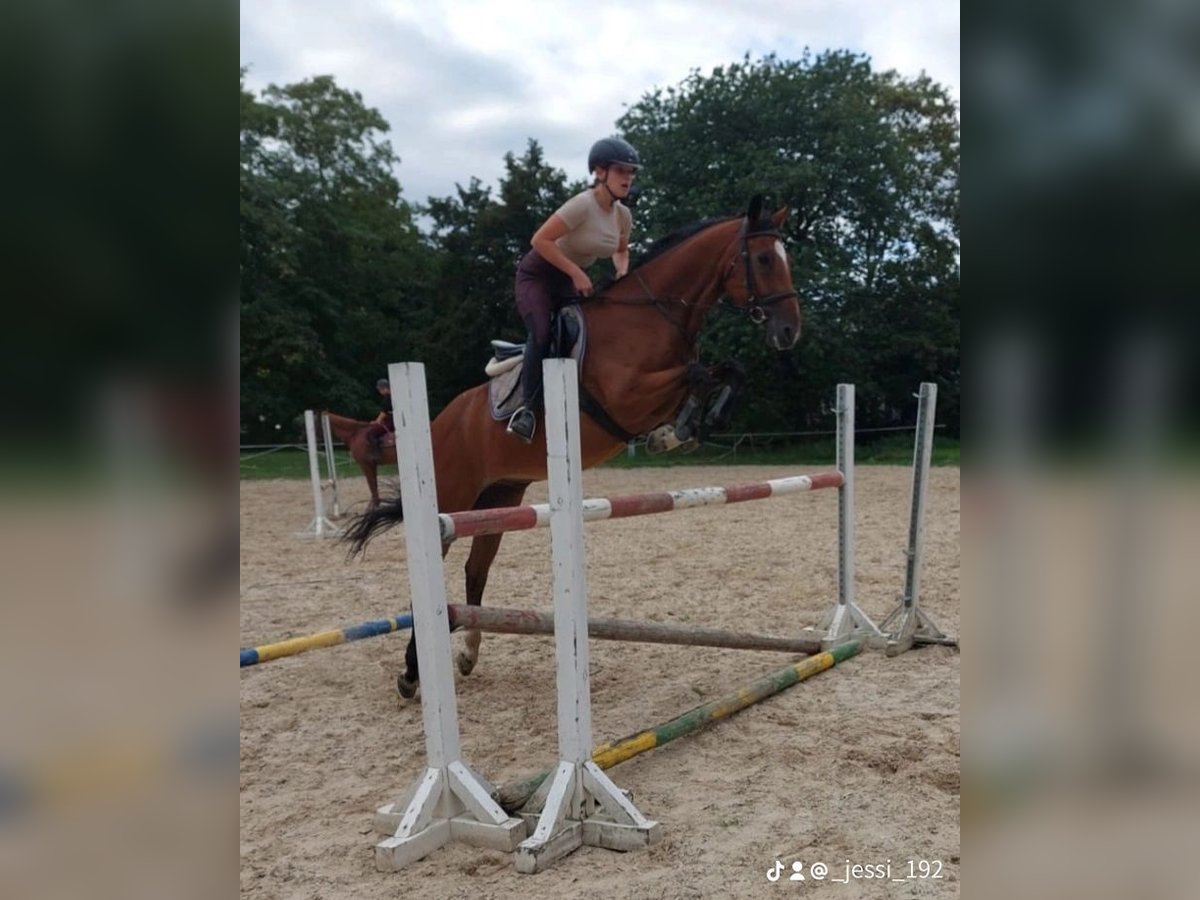 Reitbeteiligung gesucht in Görlitz und Umgebung 