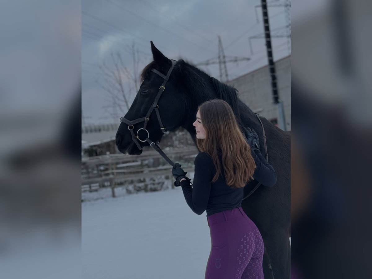 Reitbeteiligung gesucht (Mensch sucht Pferd)