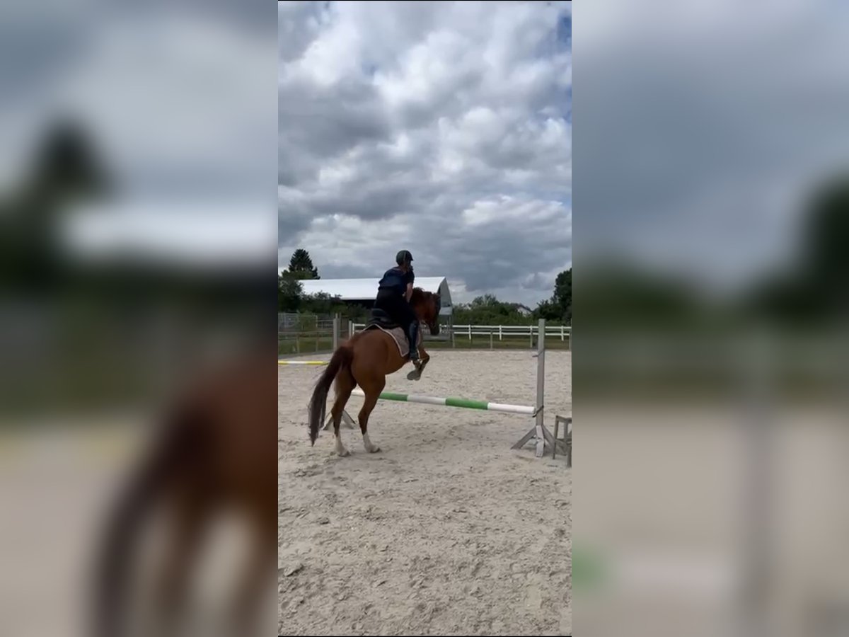 Reitbeteiligung gesucht Mensch sucht Pferd 