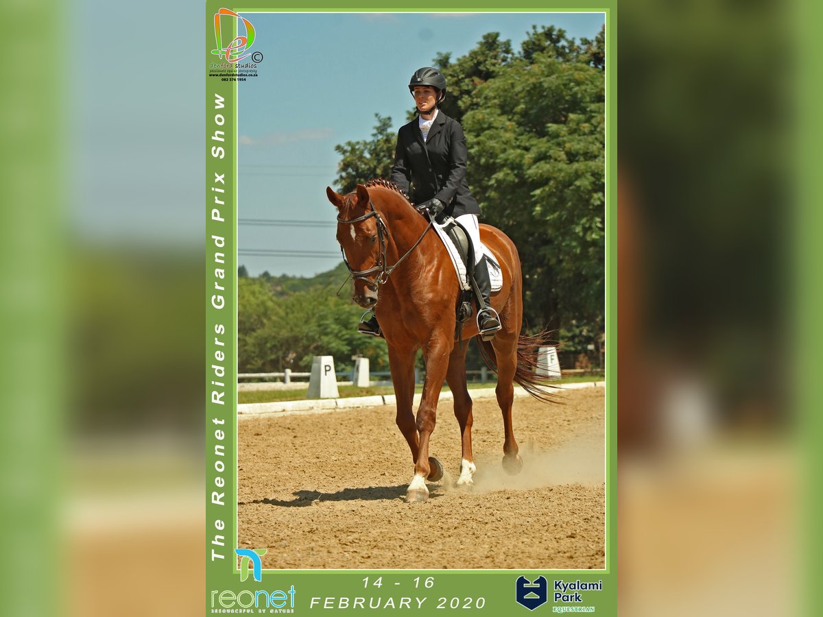 Reitbeteiligung gesucht (Raum Ratingen)
