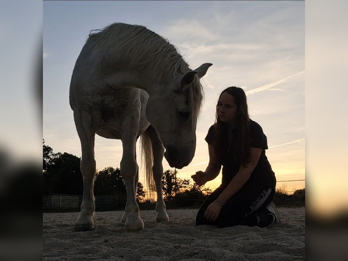 Reitbeteiligung gesucht (Reiter sucht Pferd) Reitbeteiligung gesucht (Reiter sucht Pferd)