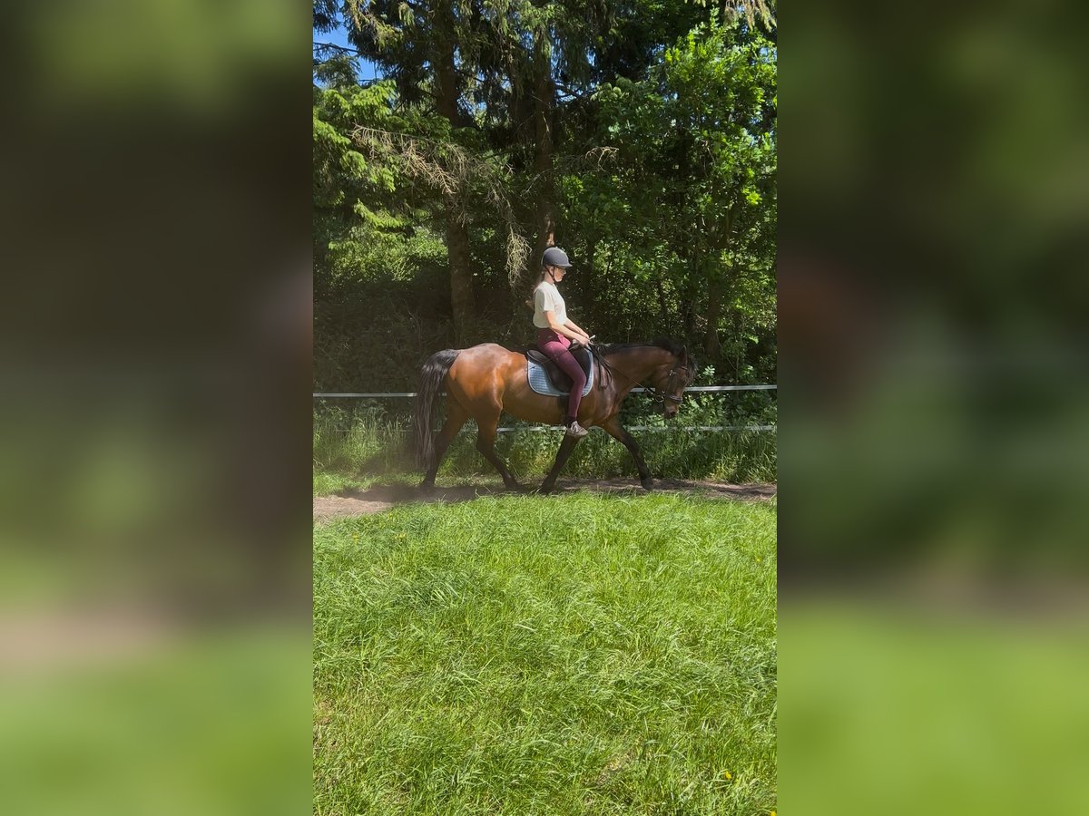 Reitbeteiligung gesucht (Reiter sucht Pferd)