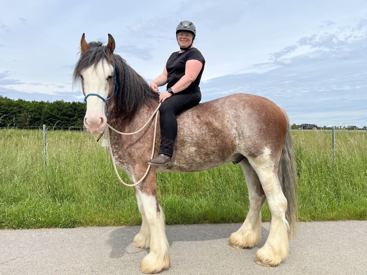 Reitbeteiligung gesucht; Reiter sucht Pferd 