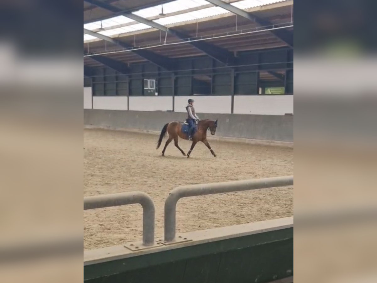 Reitbeteiligung gesucht (Reiter sucht Pferd)