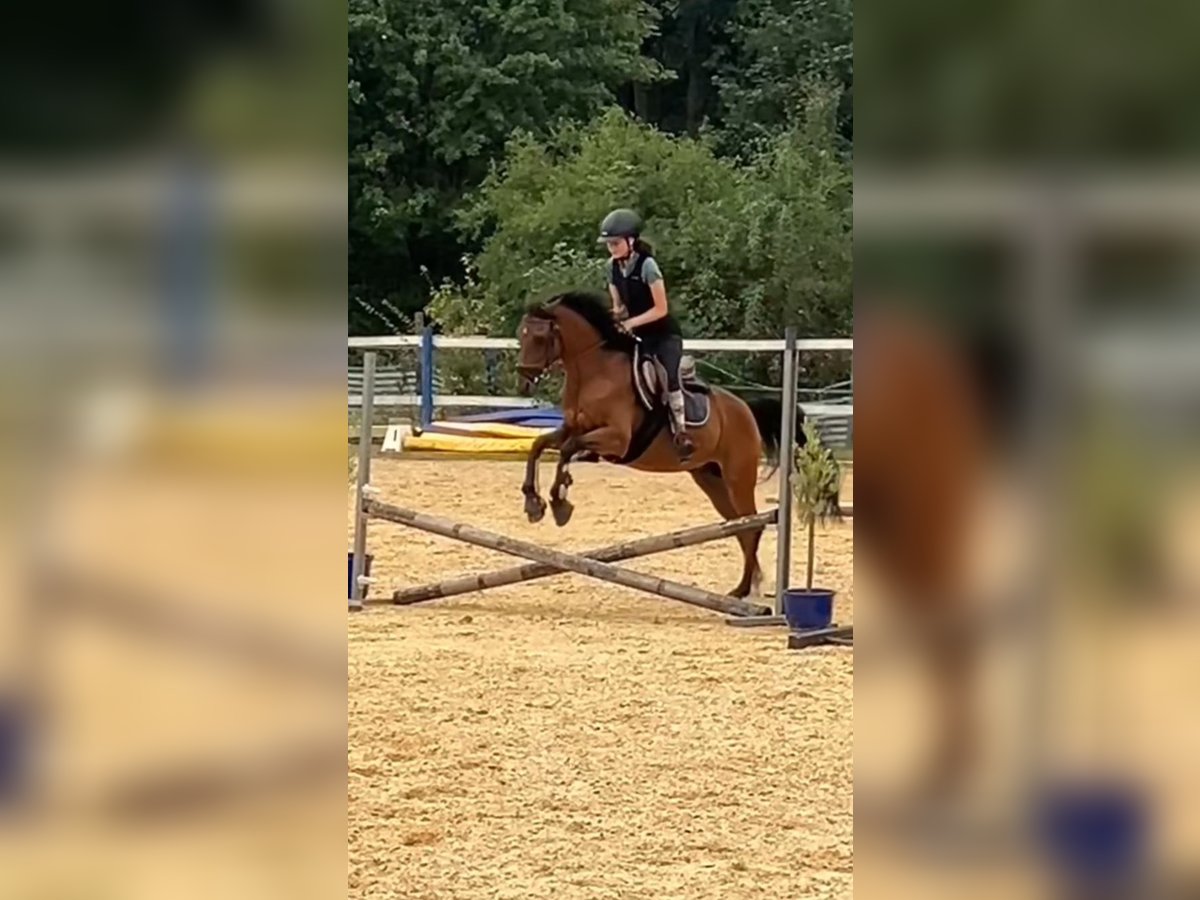 Reitbeteiligung gesucht, Reiter sucht Pferd