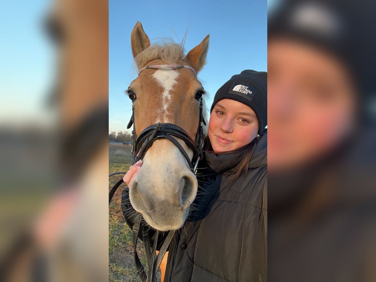 Reitbeteiligung gesucht (Reiter sucht)
