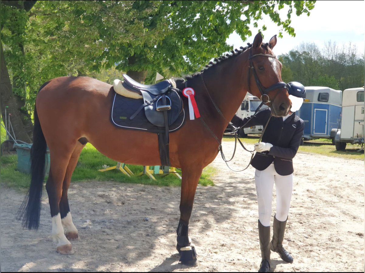 Reitbeteiligung gesucht - Reiterin sucht Pferd RsP