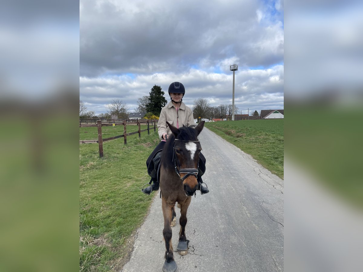 Reitbeteiligung gesucht (Reiterin sucht Pferd) Reitbeteiligung gesucht (Reiterin sucht Pferd)