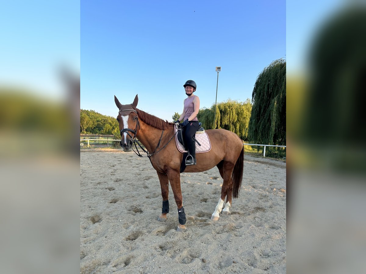 Reitbeteiligung gesucht - Reiterin sucht Pferd