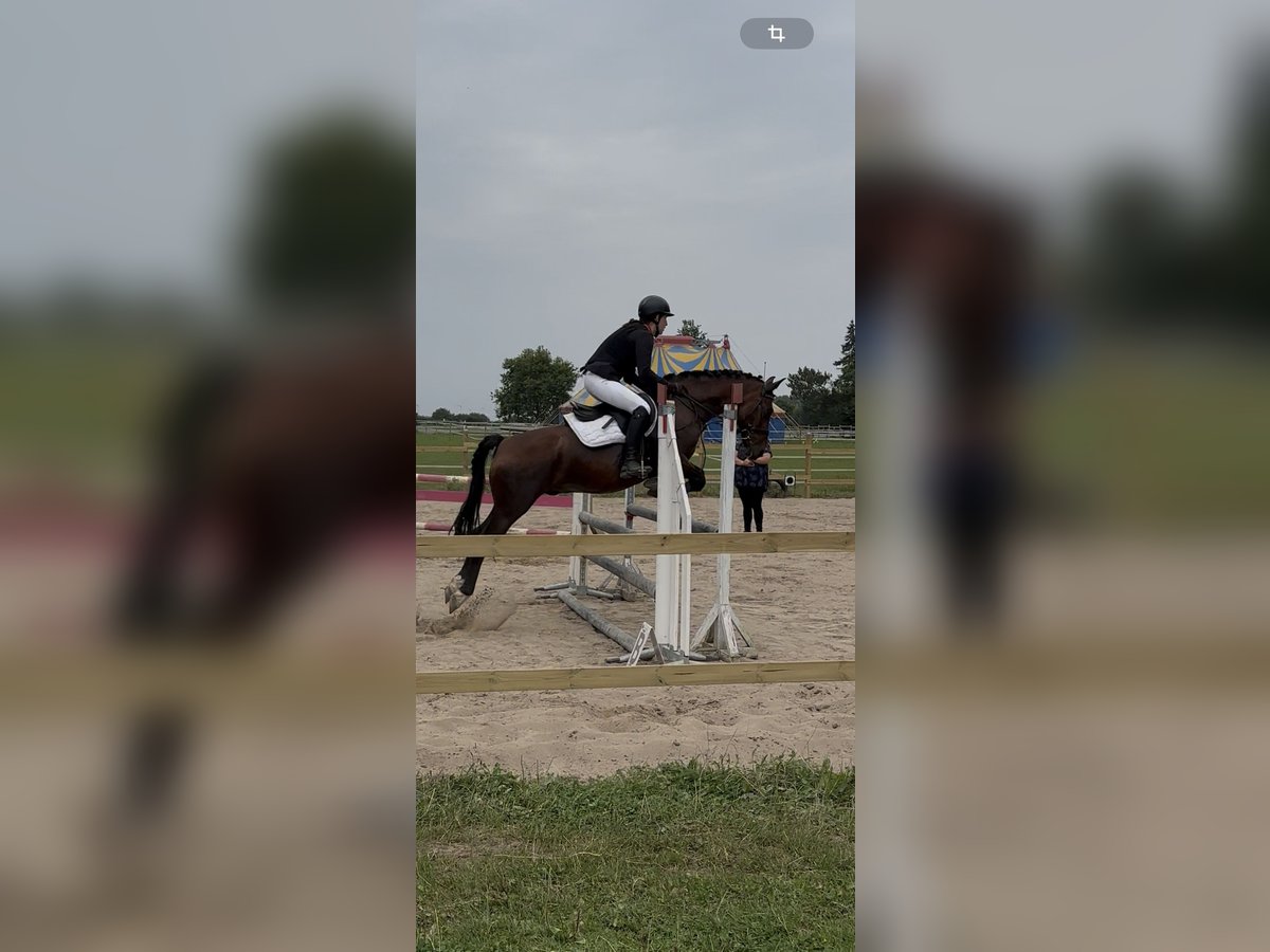 Reitbeteiligung gesucht ( RsP)