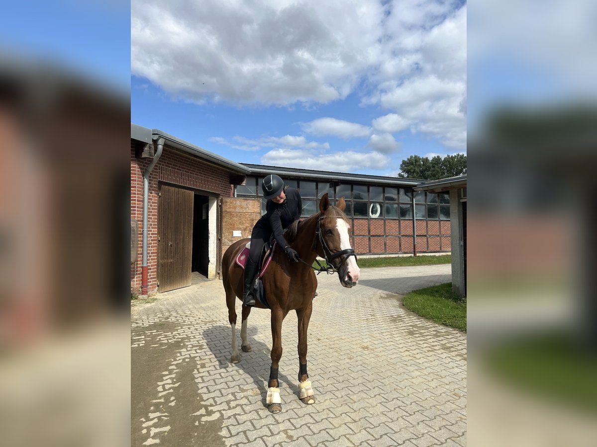 Reitbeteiligung gesucht (RsP)
