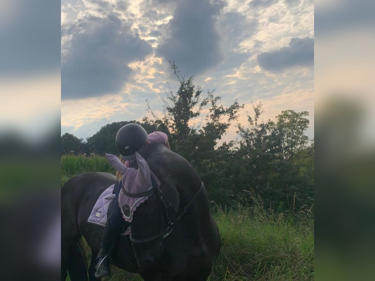 Reitbeteiligung gesucht RsP