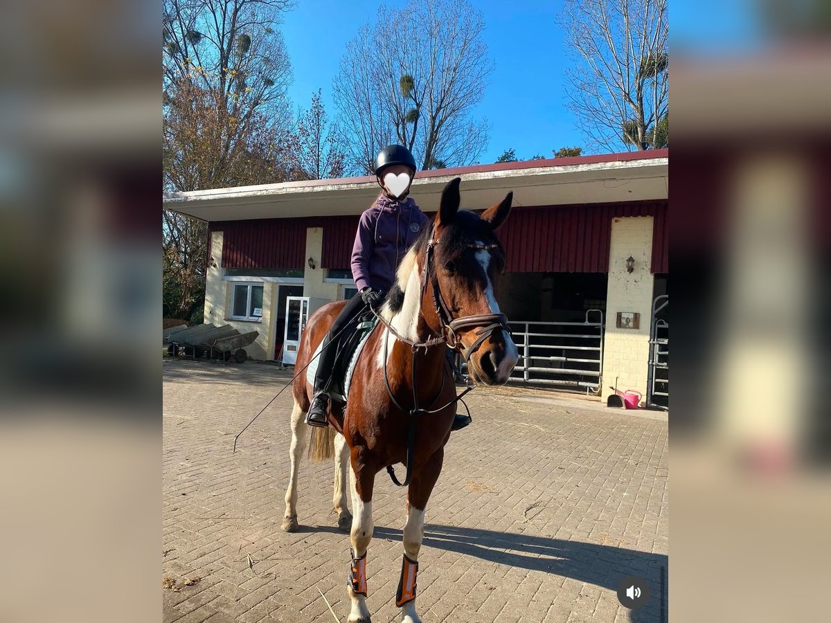 Reitbeteiligung gesucht (stgt)