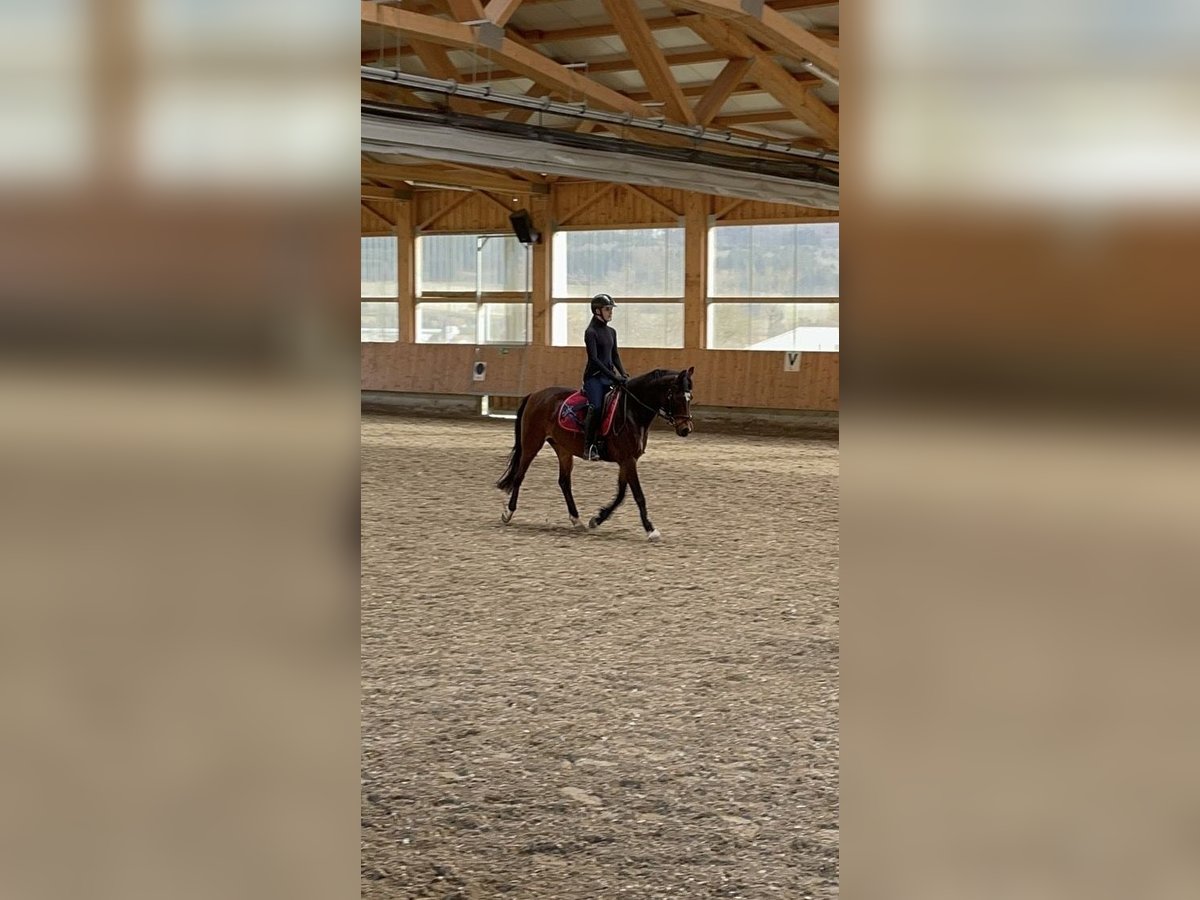 Reitbeteiligung gesucht! (Talheim)