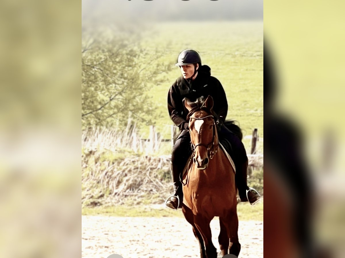 Reitbeteiligung gesucht – zuverlässiger Reiter mit Erfahrung Reitbeteiligung gesucht – zuverlässiger Reiter mit Erfahrung