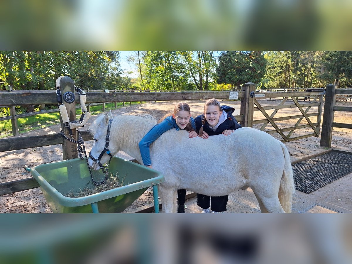 Reitbeteiligung gesucht
