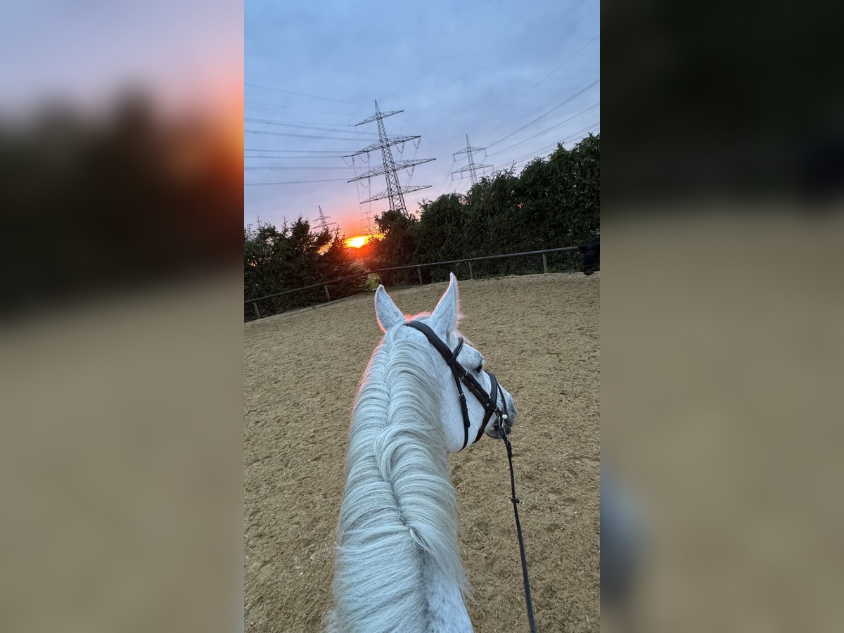 Reitbeteiligung gesucht 