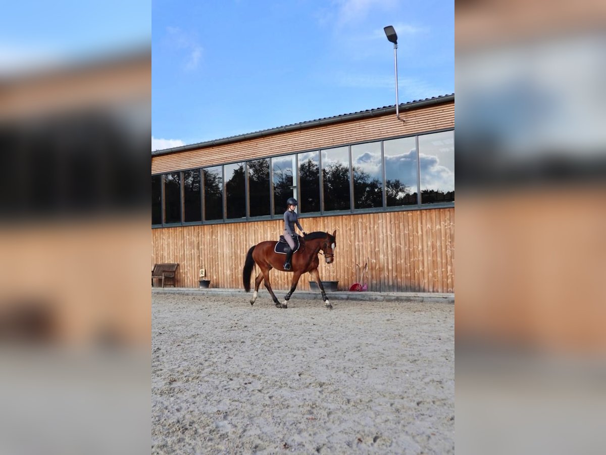 Reitbeteiligung gesucht Reitbeteiligung gesucht