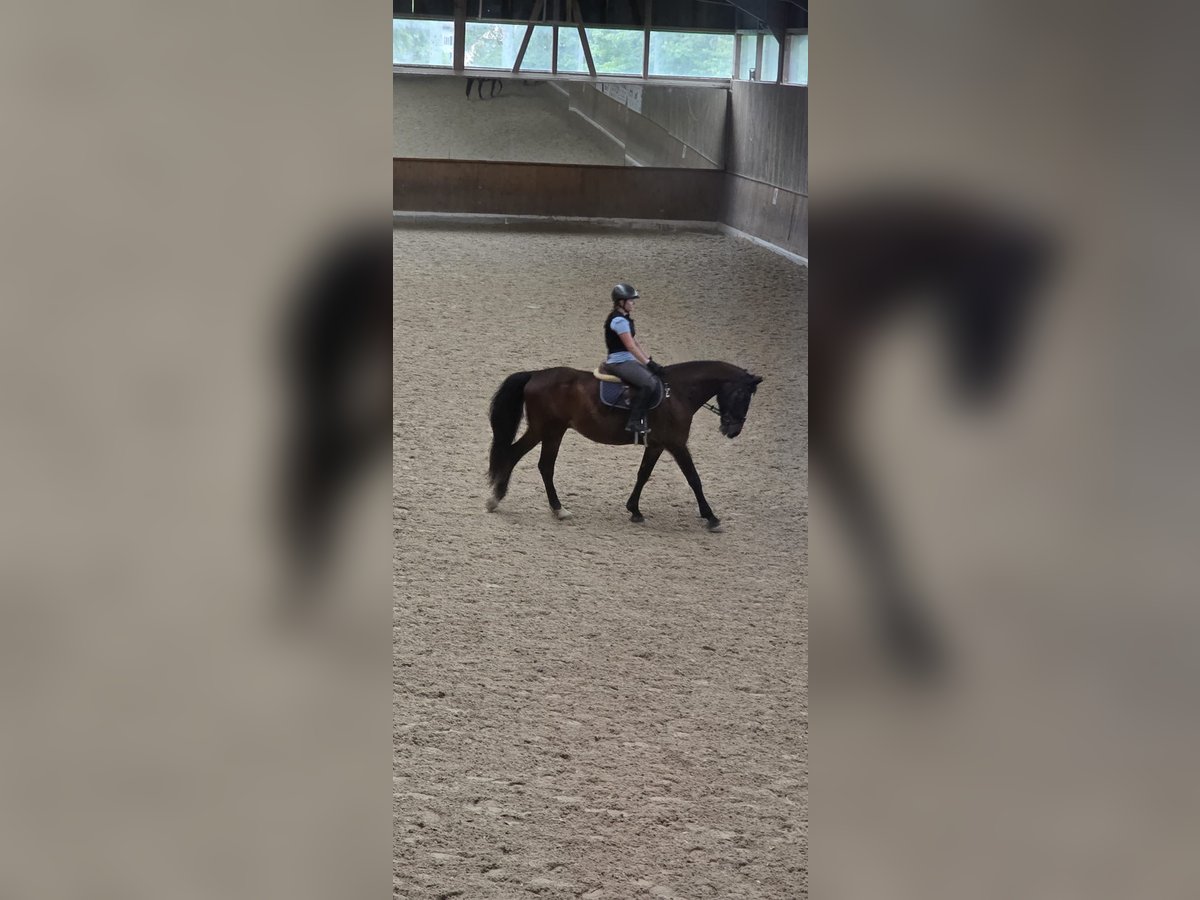 Reitbeteiligung gesucht