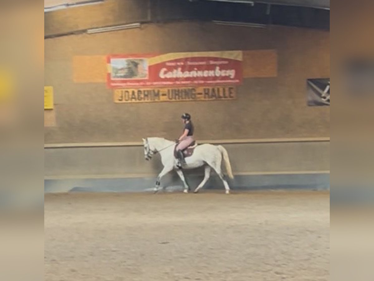 Reitbeteiligung gesucht
