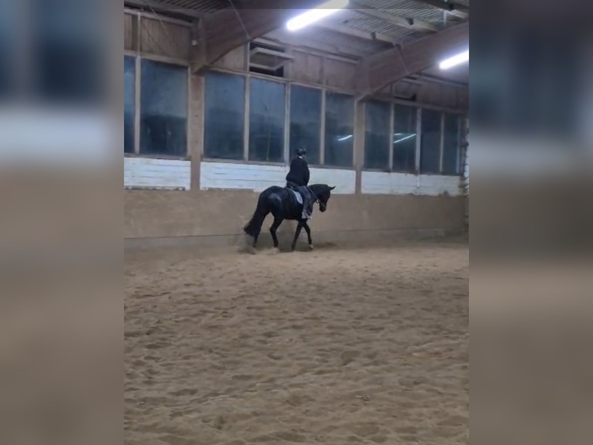 Reitbeteiligung gesucht :)