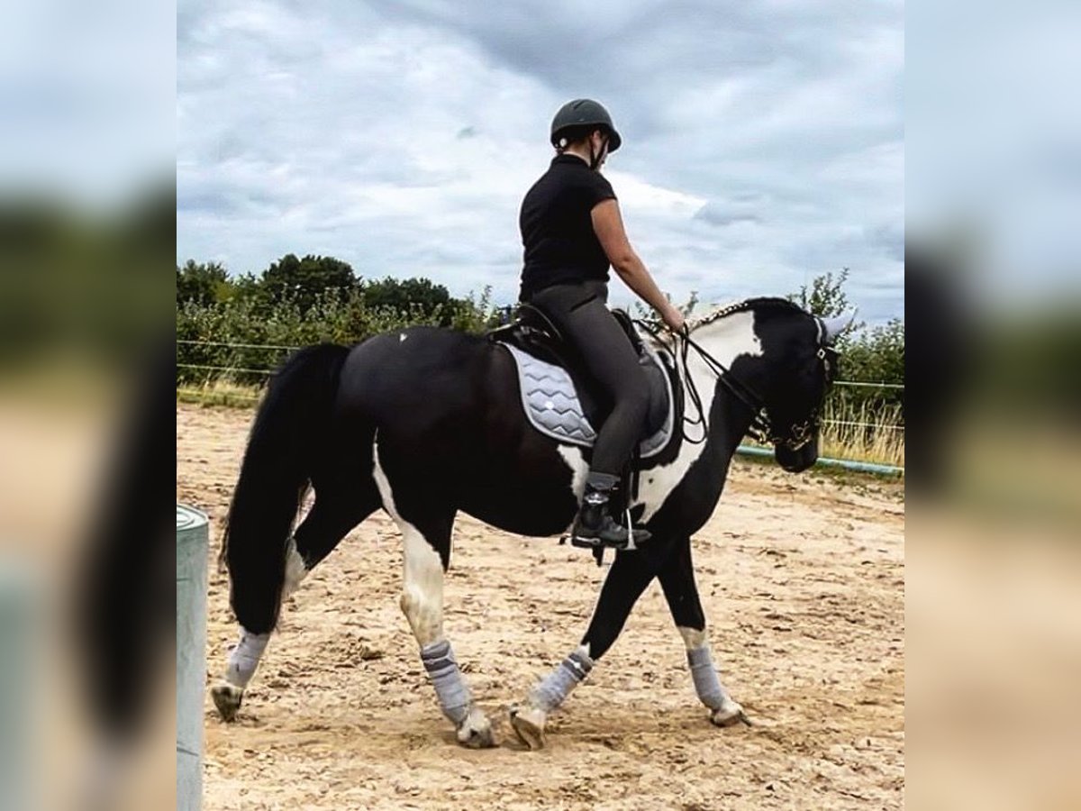 Reitbeteiligung gesucht