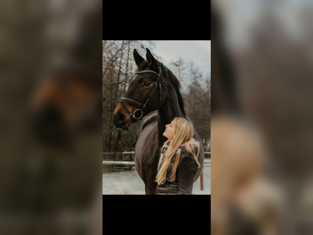 Reitbeteiligung gesucht 
