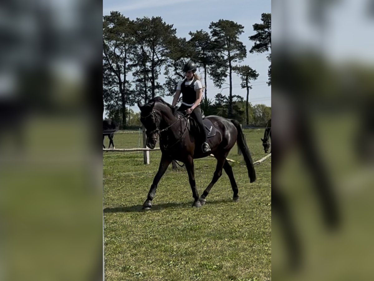 Reitbeteiligung gesucht