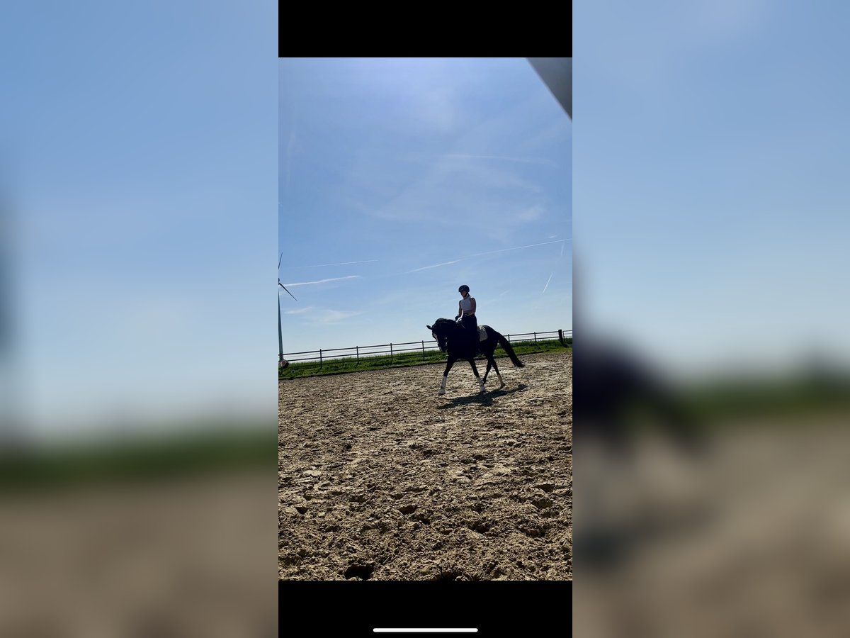 Reitbeteiligung gesucht