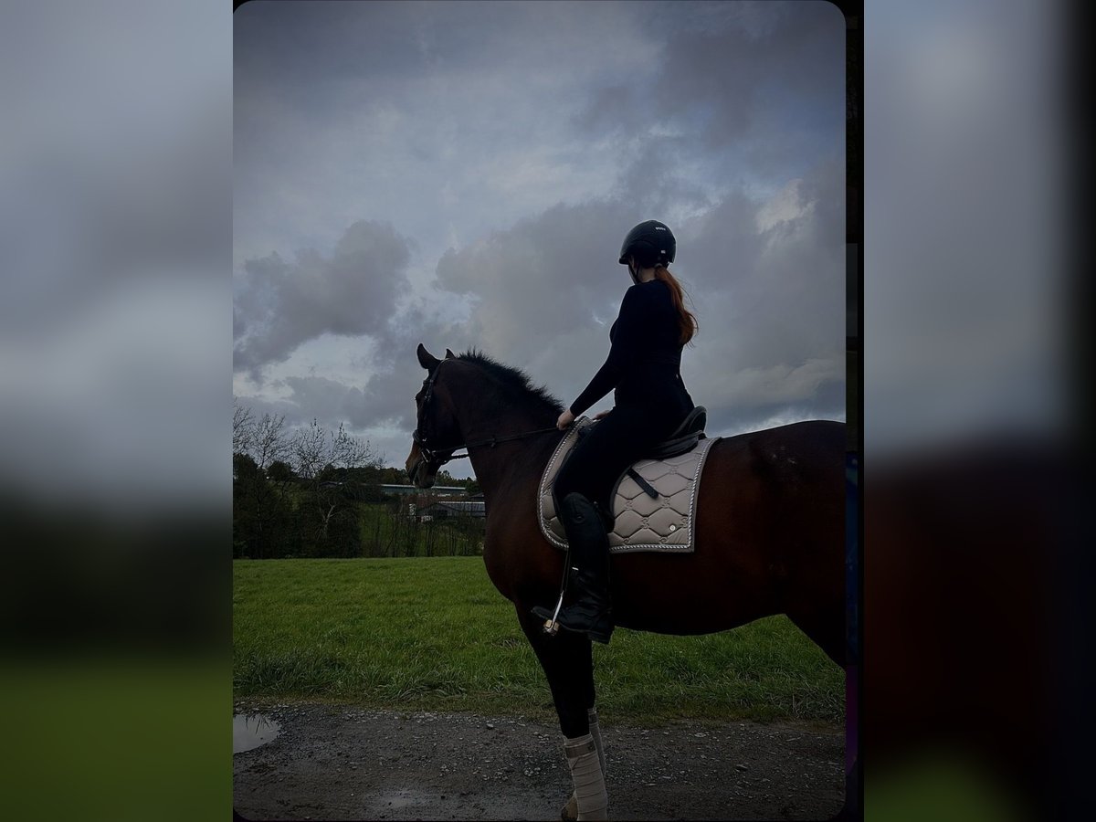 Reitbeteiligung gesucht 