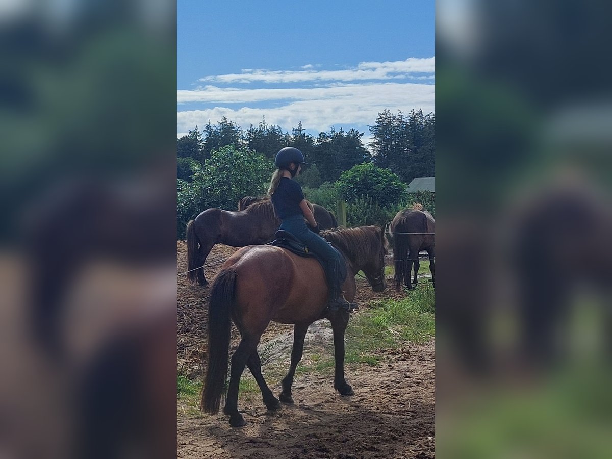 Reitbeteiligung gesucht