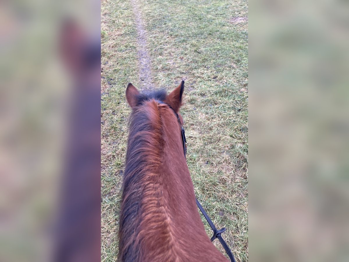 Reitbeteiligung gesucht 