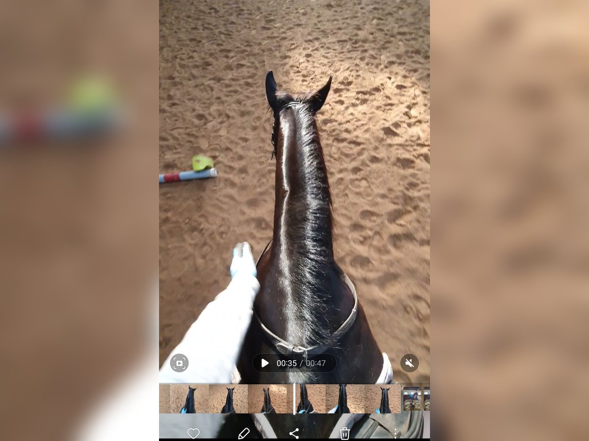 Reitbeteiligung gesucht Reitbeteiligung gesucht