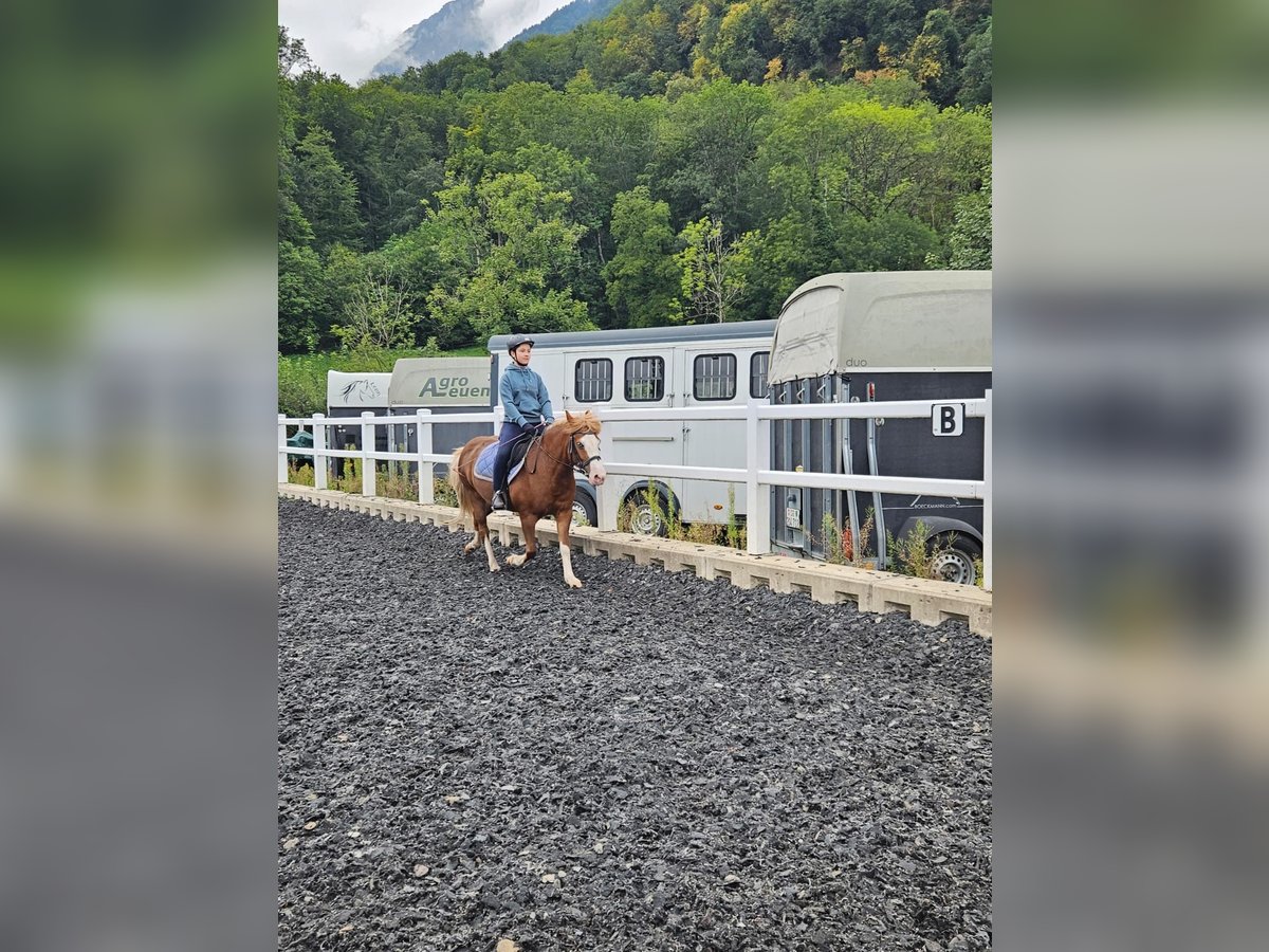 Reitbeteiligung gesucht! Reitbeteiligung gesucht!