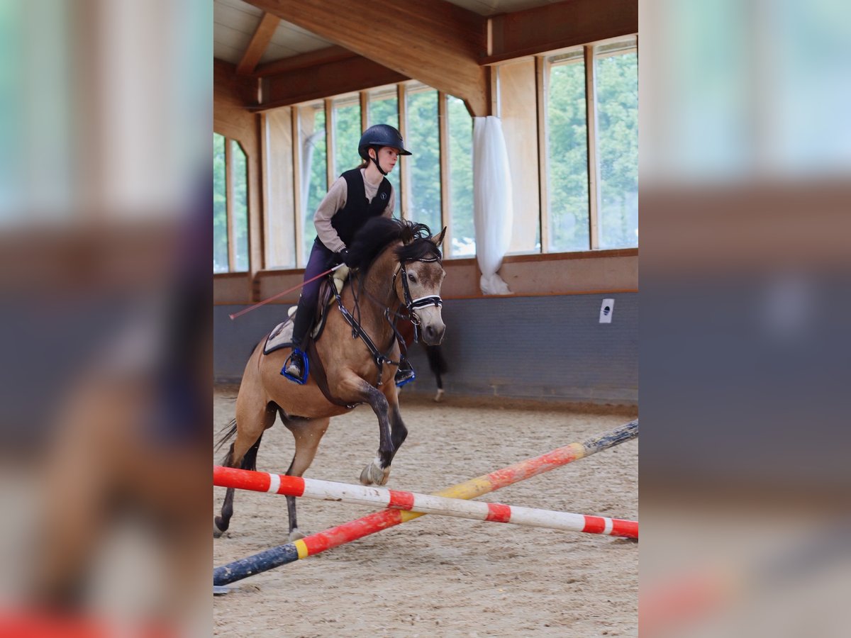 Reitbeteiligung gesucht(RsP)