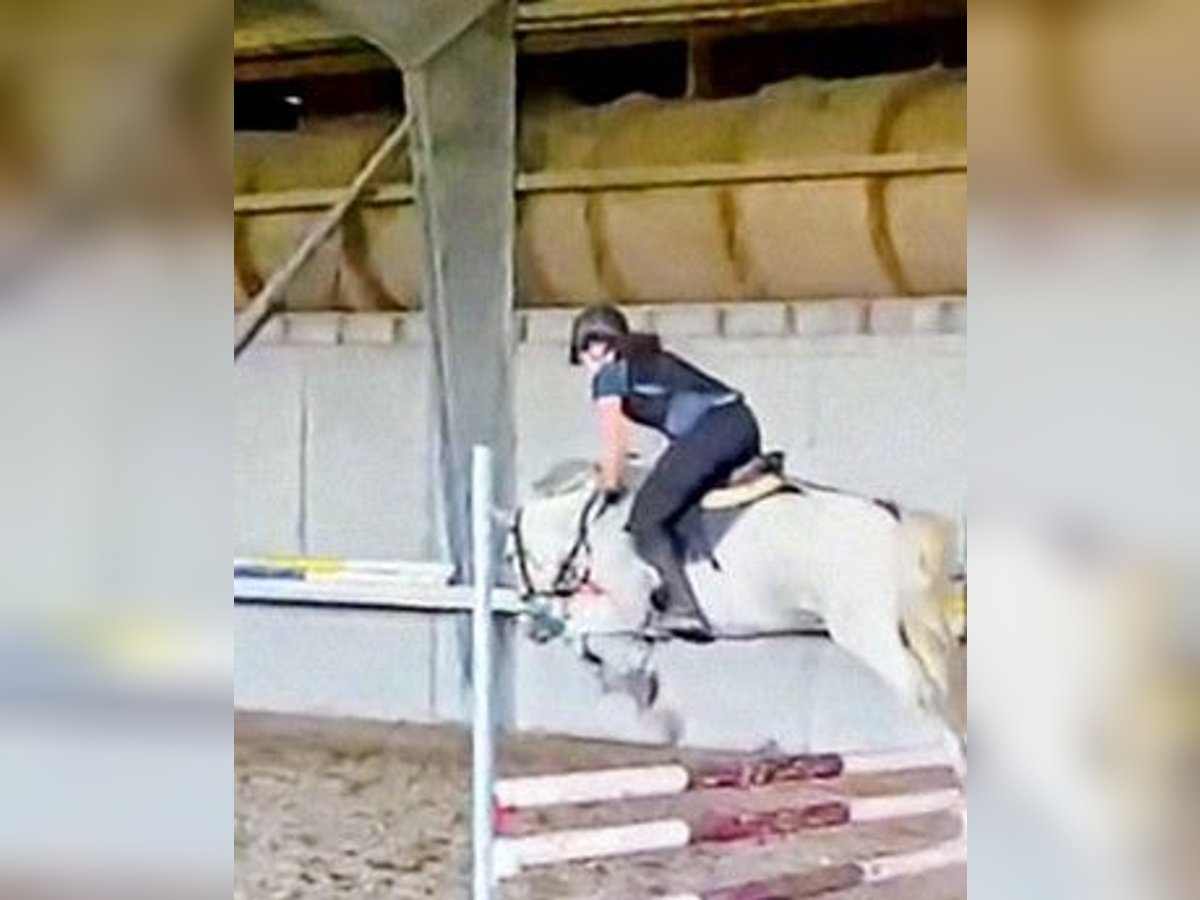 Reitbeteiligung in Berlin gesucht  Reitbeteiligung in Berlin gesucht