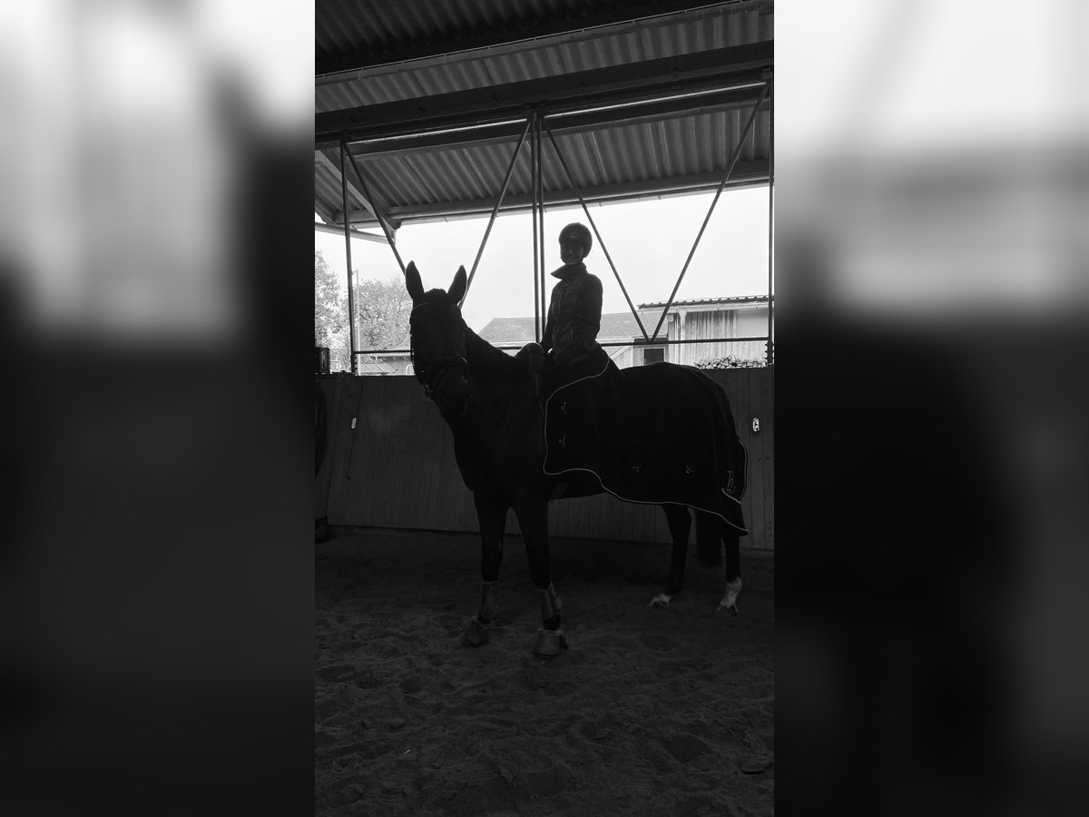 Reitbeteiligung/ Lehrmeister/ kleine Reitschule/ Unterricht