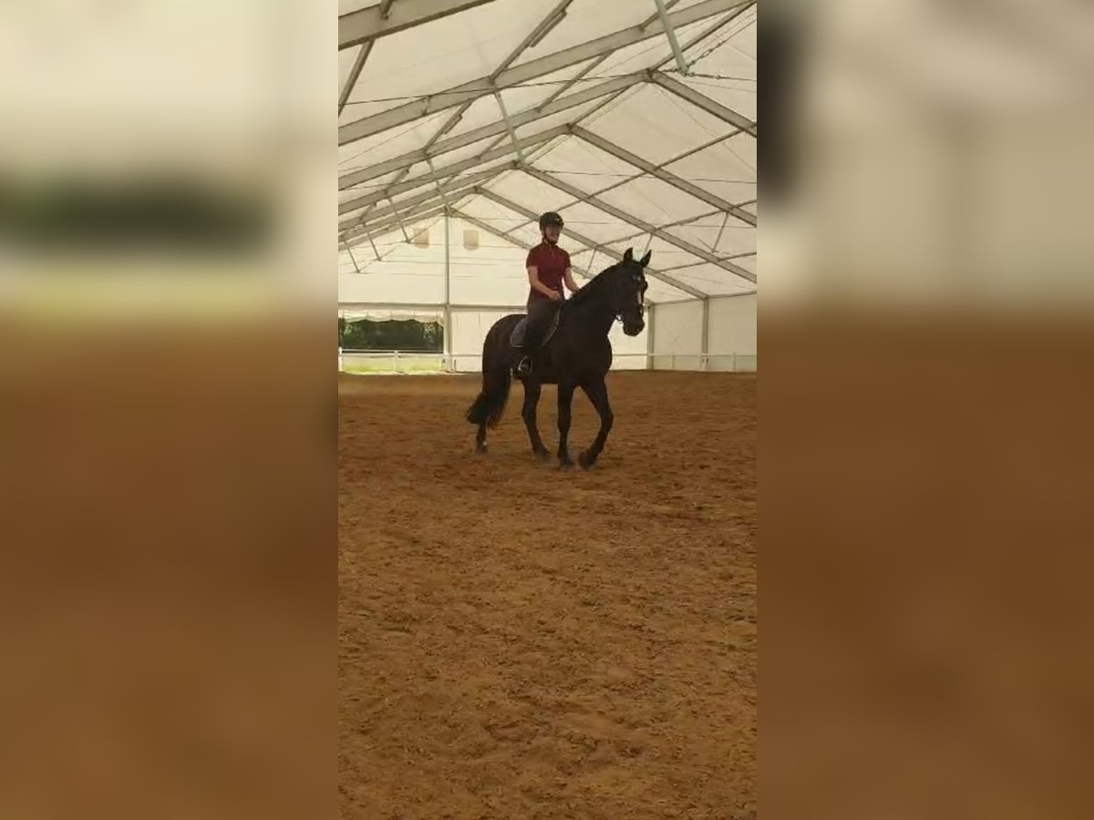 Reitbeteiligung Mensch sucht Pferd