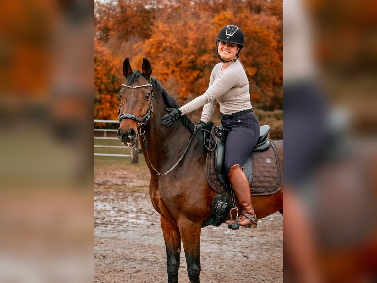 Reitbeteiligung mit Aussicht auf Turniervorstellung gesucht 