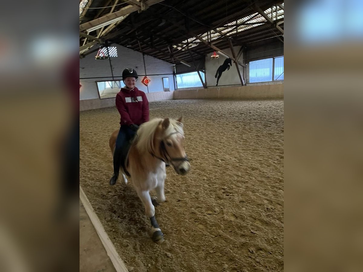 Reitbeteiligung mit Reitunterricht gesucht (R/M sucht P)