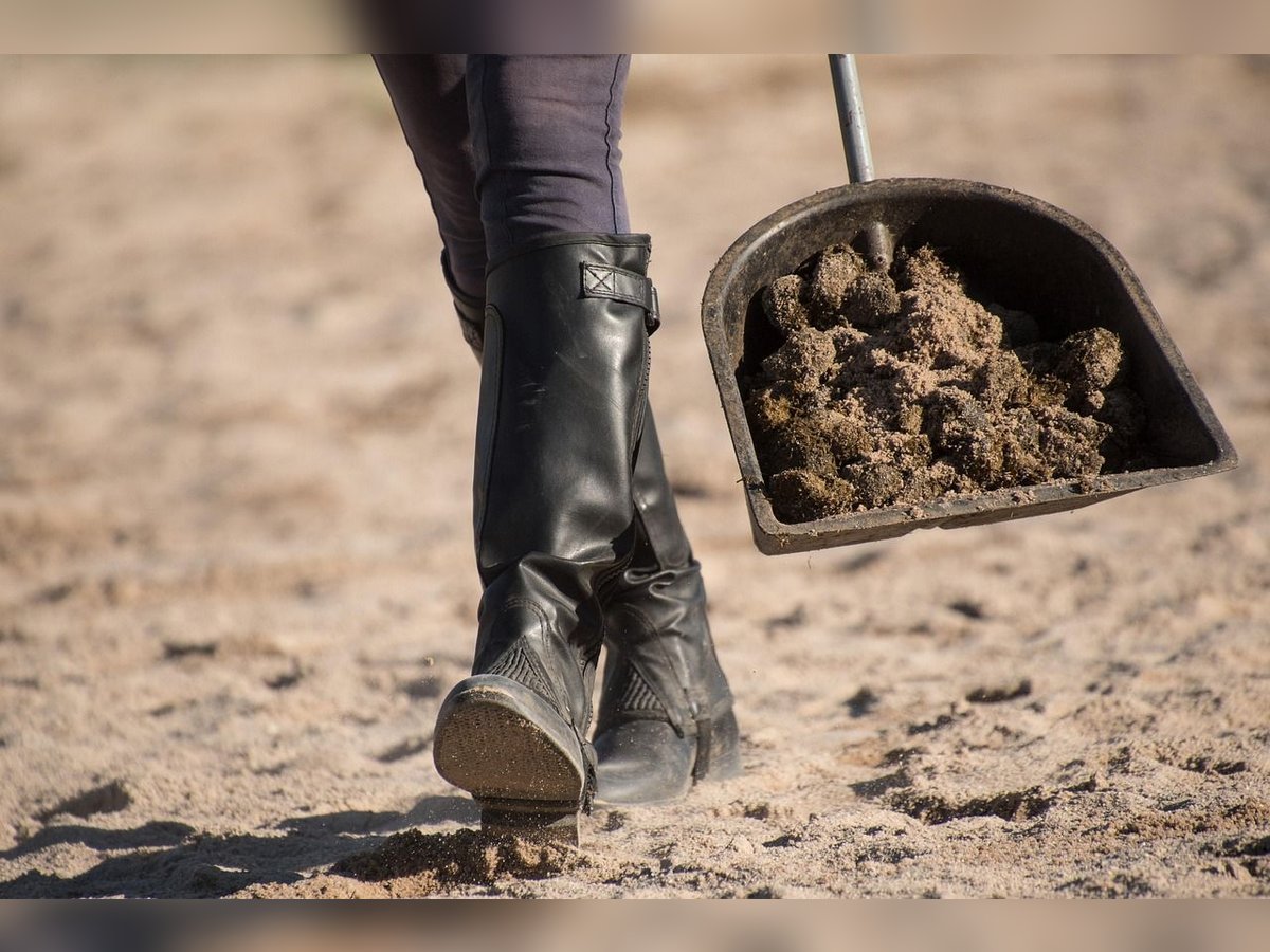 Reitbeteiligung mit Übernahmeoption gesucht Reitbeteiligung mit Übernahmeoption gesucht