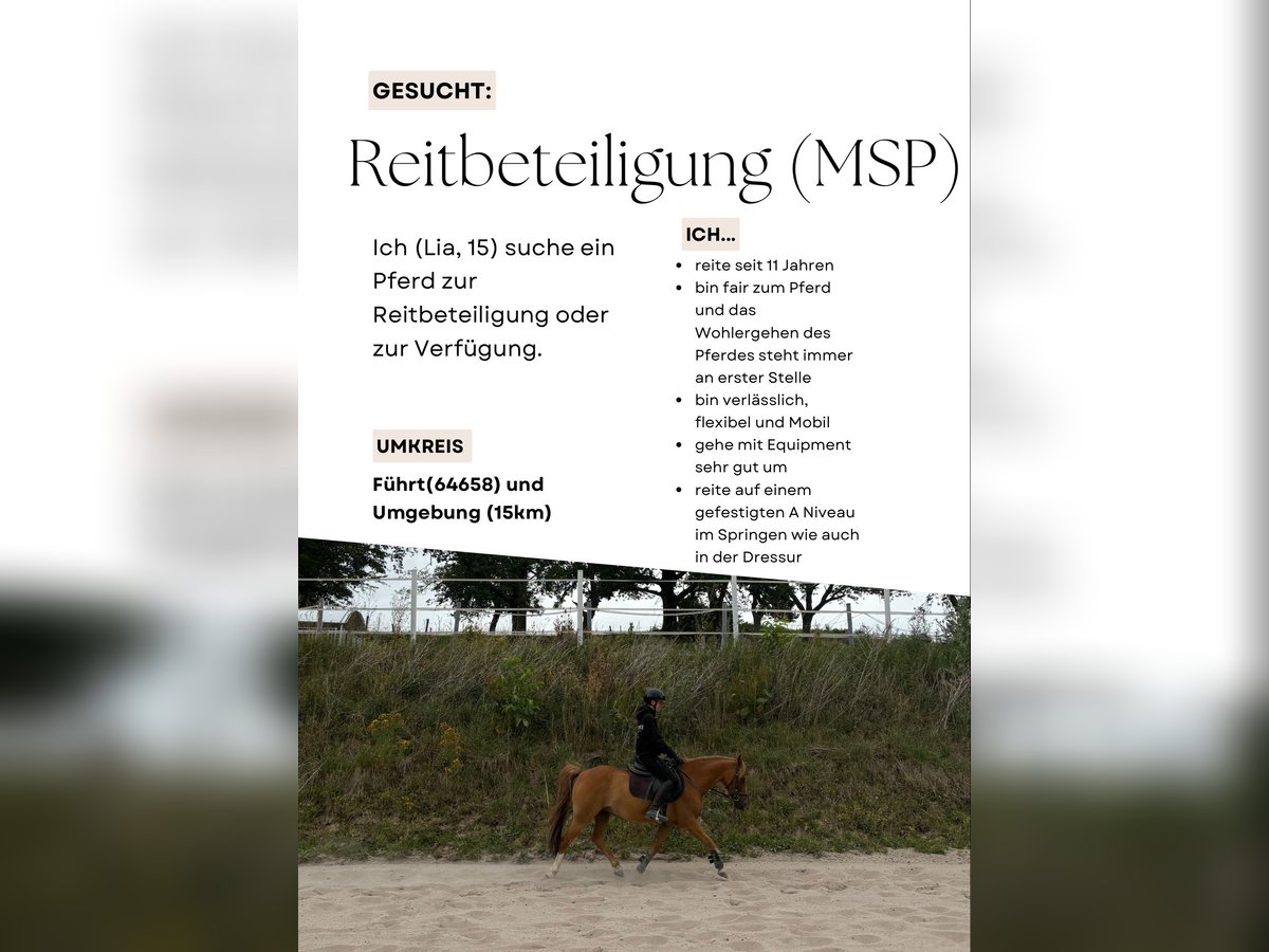 Reitbeteiligung oder Pferd zur Verfügung gesucht (MSP) Reitbeteiligung oder Pferd zur Verfügung gesucht (MSP)