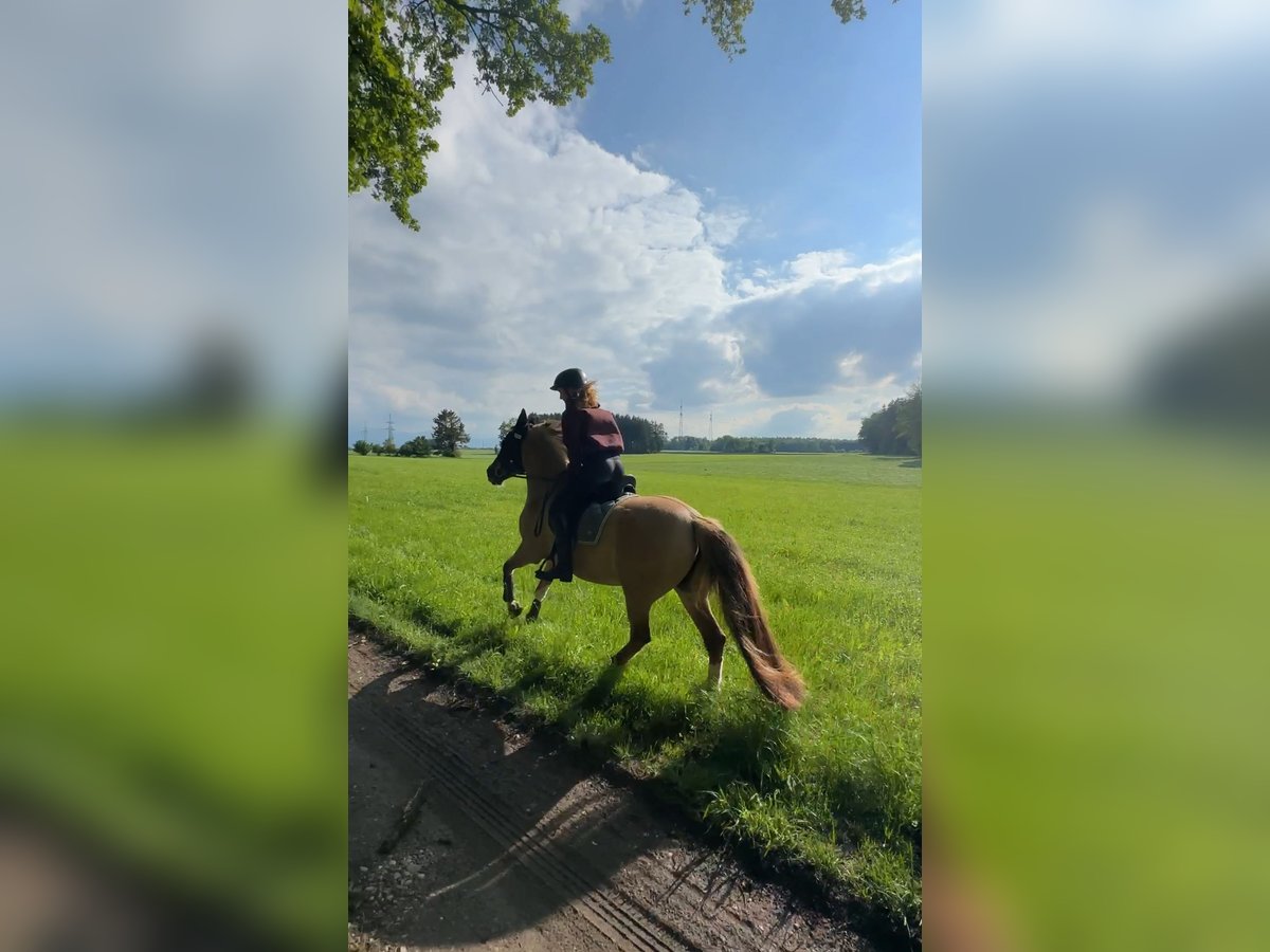 Reitbeteiligung oder Pferd zur Verfügung gesucht