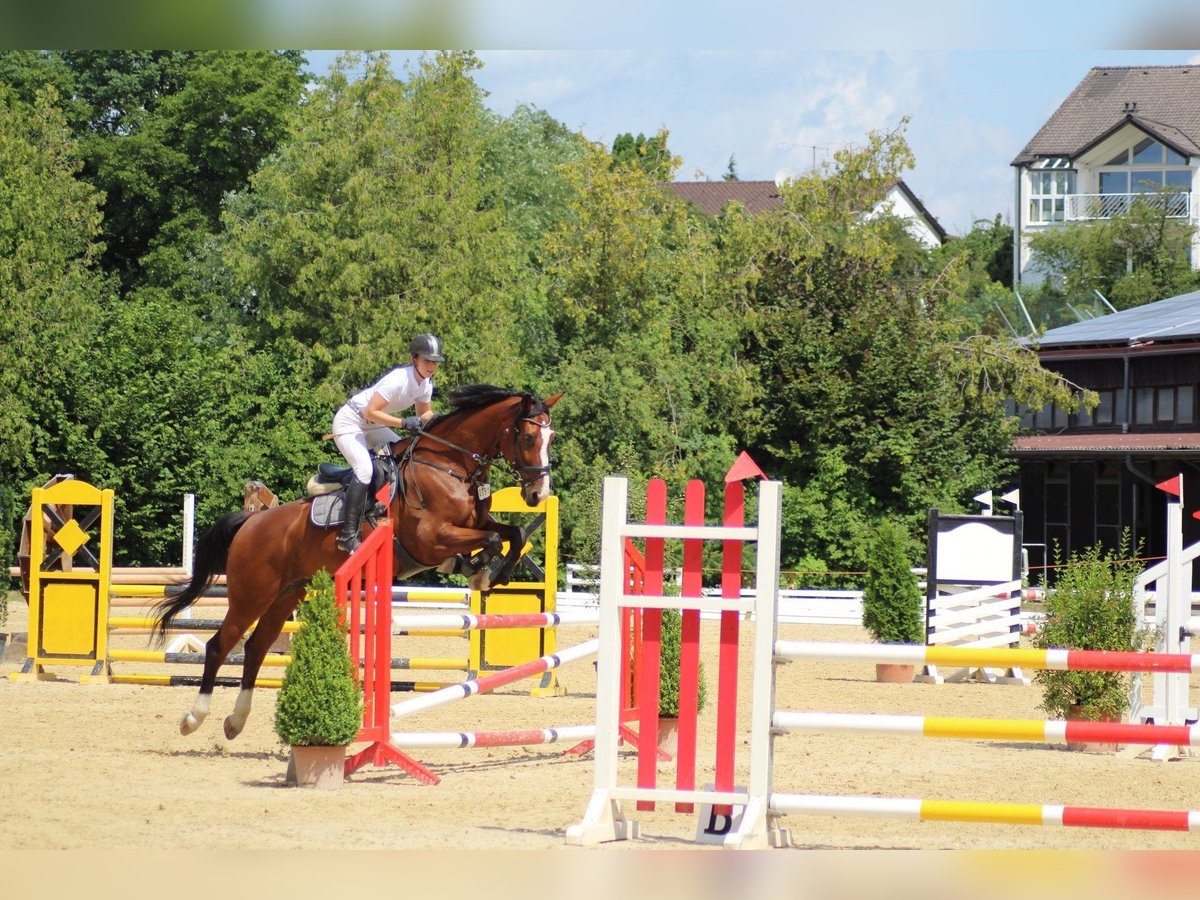 Reitbeteiligung (Reiter sucht Pferd) Reitbeteiligung (Reiter sucht Pferd)