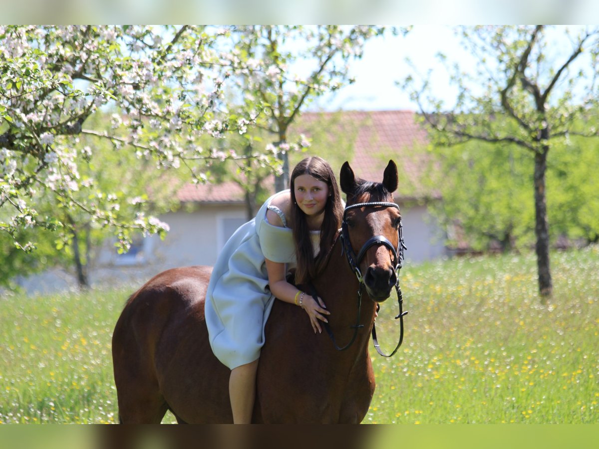 Reitbeteiligung Reiter sucht pferd